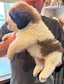 Photo №3. AReg St Bernard Puppies for sale.. United Kingdom