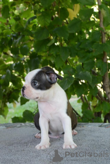 Photo №3. Boston terriers. Serbia