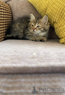 Additional photos: Siberian kittens