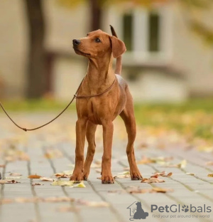 Photo №1. german pinscher - for sale in the city of Grodno | 226$ | Announcement № 71160