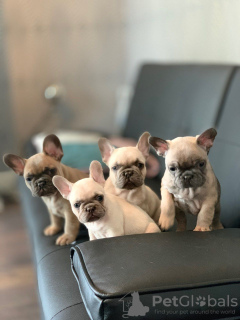 Photo №2 to announcement № 99954 for the sale of french bulldog - buy in Germany private announcement