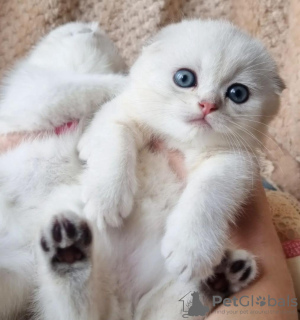 Photo №2 to announcement № 99289 for the sale of scottish fold - buy in United States private announcement