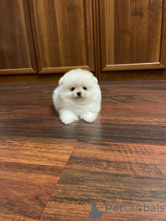 Photo №1. pomeranian - for sale in the city of Paris | 41$ | Announcement № 145469