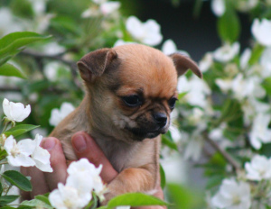Photo №2 to announcement № 2653 for the sale of chihuahua - buy in Russian Federation from nursery