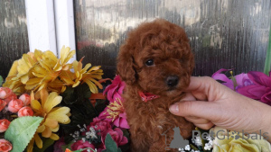 Photo №1. poodle (toy) - for sale in the city of Kemnitz | 376$ | Announcement № 149040