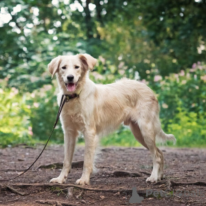 Photo №3. Seeks the house of the wonderful dog Arnie.. Russian Federation