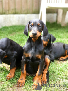 Photo №3. Dobermann puppies. Belgium