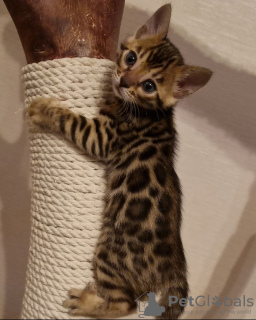 Photo №2 to announcement № 119983 for the sale of bengal cat - buy in Germany private announcement