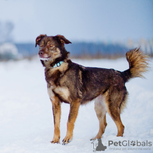 Photo №3. Small super positive Shanti is looking for a home!. Russian Federation