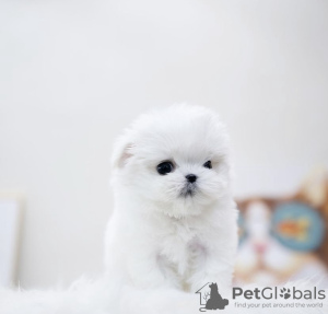 Photo №2 to announcement № 98952 for the sale of pomeranian - buy in Germany 