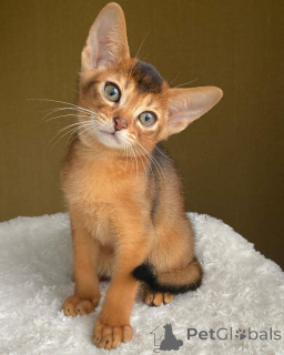 Photo №2 to announcement № 157795 for the sale of chausie - buy in Germany from the shelter, breeder