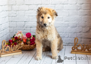 Photo №3. Tender boy Balu is looking for his family!. Russian Federation