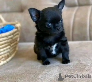 Photo №2 to announcement № 138791 for the sale of  - buy in United States 