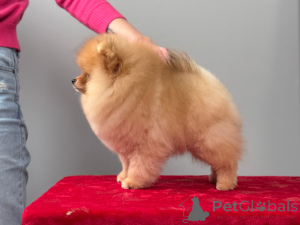 Photo №2 to announcement № 159515 for the sale of pomeranian - buy in Lithuania breeder