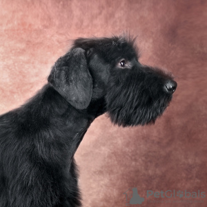 Photo №2 to announcement № 61057 for the sale of giant schnauzer - buy in Belarus from nursery