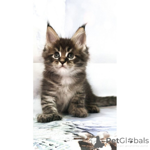 Photo №1. maine coon - for sale in the city of Liverpool | 361$ | Announcement № 174386