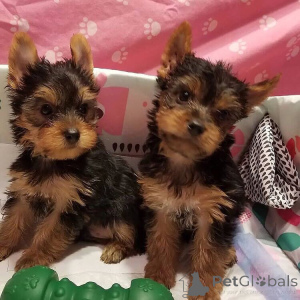 Photo №3. 2 Aceptamosreservas y estamos abiertos a adopción. Tenemos adorables cachorros. Spain