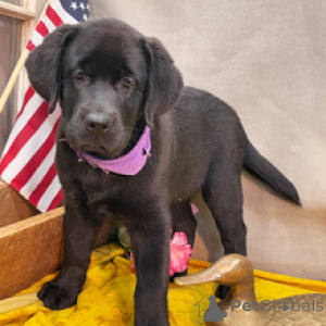 Photo №3. Labrador Retriever Female 10 weeks old Ready to go home. Germany