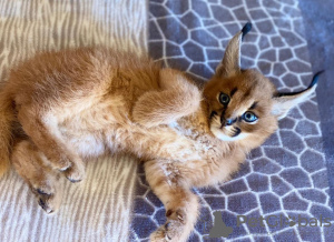 Photo №1. caracal - for sale in the city of Oslo | 2642$ | Announcement № 99640