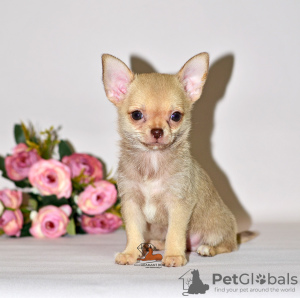 Photo №2 to announcement № 32609 for the sale of chihuahua - buy in Russian Federation from nursery, breeder