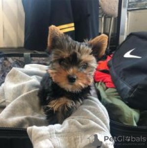 Photo №4. I will sell yorkshire terrier in the city of Kauhava.  - price - negotiated