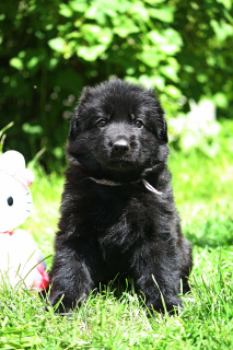 Photo №3. I will sell puppies of a German shepherd long-haired.. Russian Federation