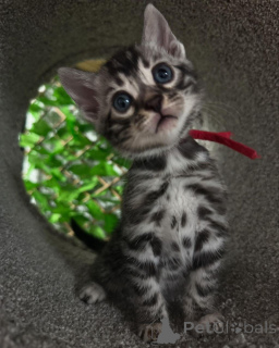 Photo №3. Chatons Bengal Lélégance sauvage à portée de main. France