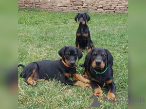 Photo №1. dobermann - for sale in the city of Graz | 800$ | Announcement № 129313