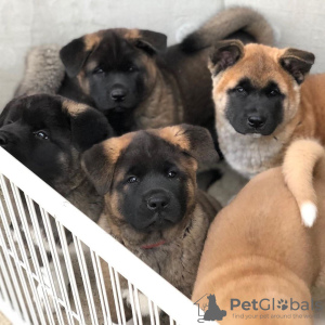 Photo №2 to announcement № 100253 for the sale of american akita - buy in Poland private announcement, from nursery, from the shelter, breeder