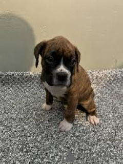 Photo №3. Boxer Puppies. United Kingdom