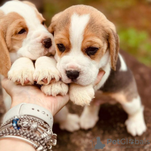 Photo №3. Beagle puppies for sale. 2 men 1 woman.. Germany