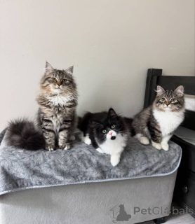 Photo №2 to announcement № 159373 for the sale of maine coon - buy in Germany private announcement