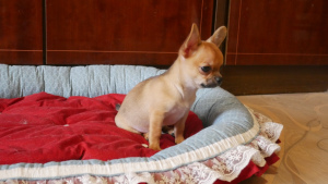 Photo №1. chihuahua - for sale in the city of Permian | 528$ | Announcement № 5843