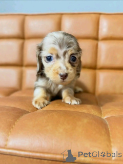 Photo №1. dachshund - for sale in the city of Helsinki | 568$ | Announcement № 164548