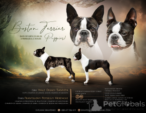 Photo №3. Bentley Black-Tiger Boston Terrier from the Champions. Looking for a caring. Ukraine