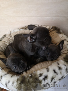 Photo №4. I will sell french bulldog in the city of Berlin. private announcement, breeder - price - 423$