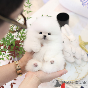 Photo №3. sweet pomerania puppy. United Kingdom