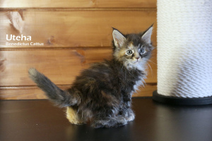Additional photos: Maine Coon girl tortie marble color