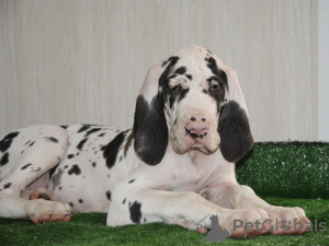 Photo №4. I will sell great dane in the city of Москва. from nursery, breeder - price - negotiated