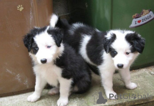 Photo №1. border collie - for sale in the city of Augustusburg | 465$ | Announcement № 169418