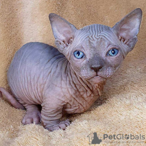 Photo №2 to announcement № 89765 for the sale of sphynx cat - buy in United States breeder