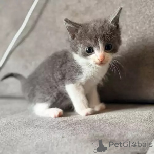 Photo №1. russian blue - for sale in the city of ROșiorii de Vede | negotiated | Announcement № 173577