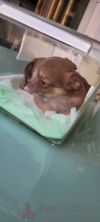 Photo №2 to announcement № 81233 for the sale of chihuahua - buy in Turkey private announcement