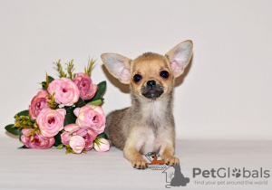 Photo №3. Lovely sable baby. Chihuahua boy.. Russian Federation