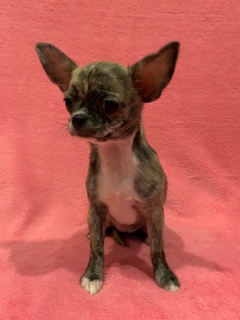 Photo №2 to announcement № 4116 for the sale of chihuahua - buy in Russian Federation breeder