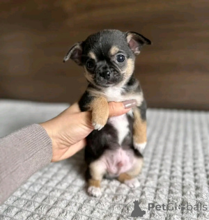 Photo №2 to announcement № 138769 for the sale of chihuahua - buy in United States breeder