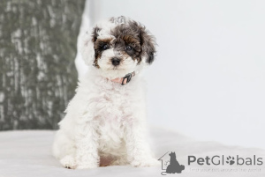Photo №2 to announcement № 155605 for the sale of labradoodle - buy in Sweden private announcement