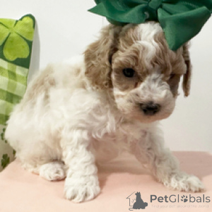 Photo №2 to announcement № 166025 for the sale of poodle (toy) - buy in Ukraine breeder