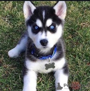 Photo №1. siberian husky - for sale in the city of Novi Vinodolski | 370$ | Announcement № 115728