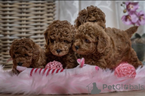 Additional photos: Red toy poodles and toy poodles